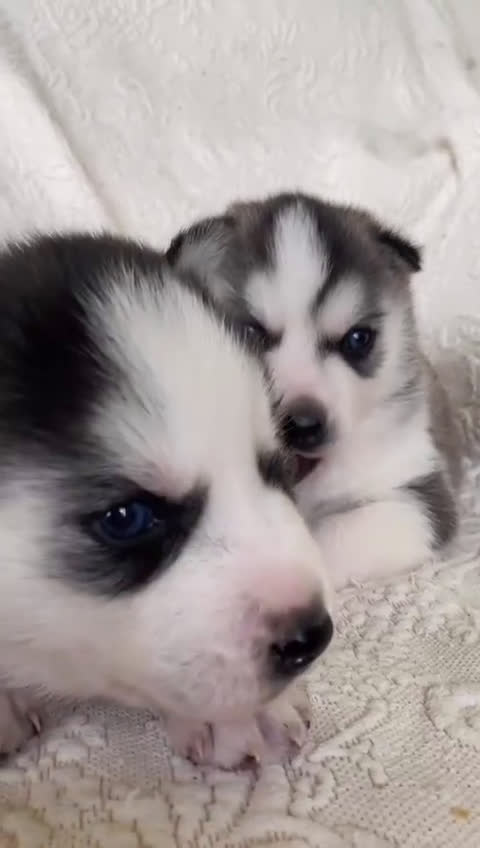 Husky Siberiano perros en venta: 	Huskies Siberianos Pura Raza Belleza y Nobleza - Video 1