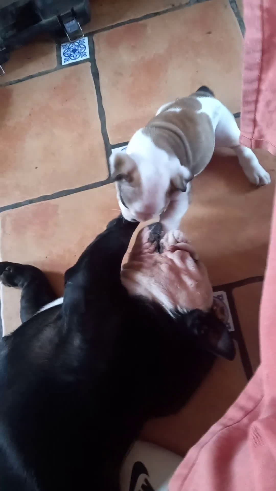 Bulldog Inglés perros en venta: Cachorro bulldog ingles  - Video 1
