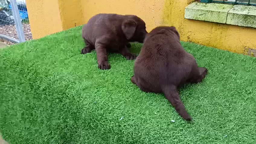 Labrador Retriever perros en venta: Cachorros de Labrador chocolate  - Video 1