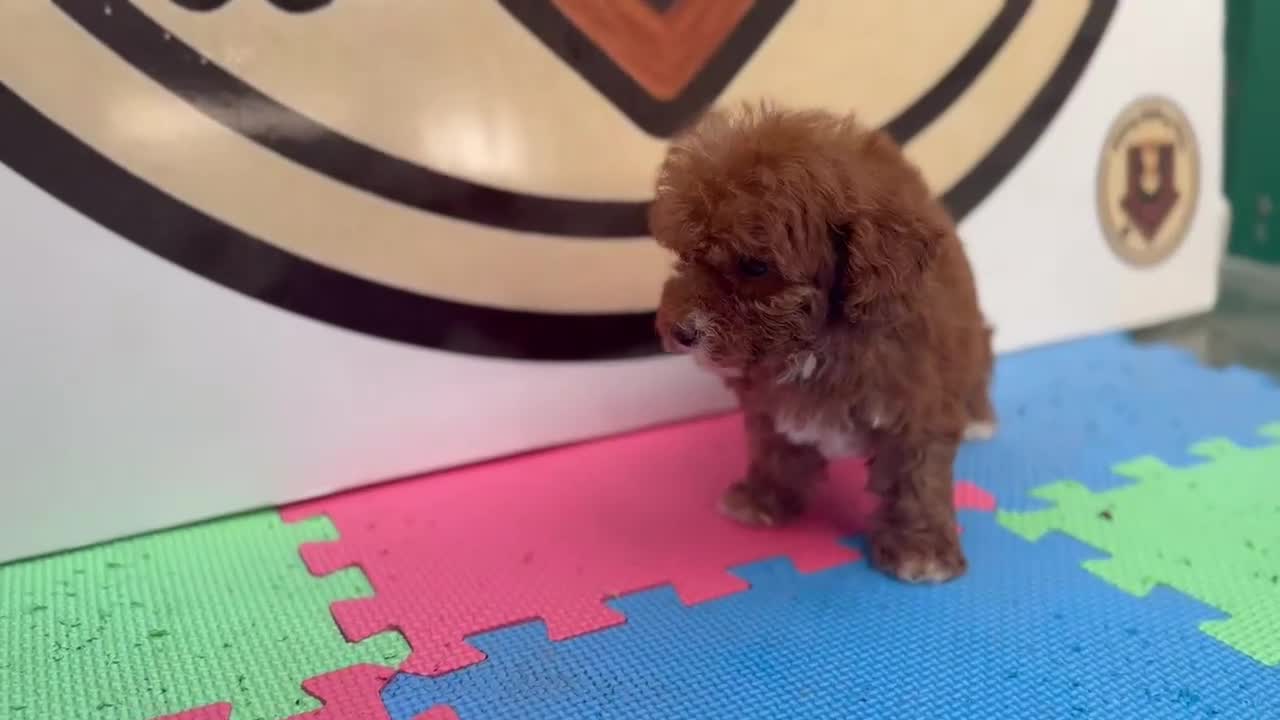 Caniche Toy perros en venta: Hembra de caniche toy - Video 1
