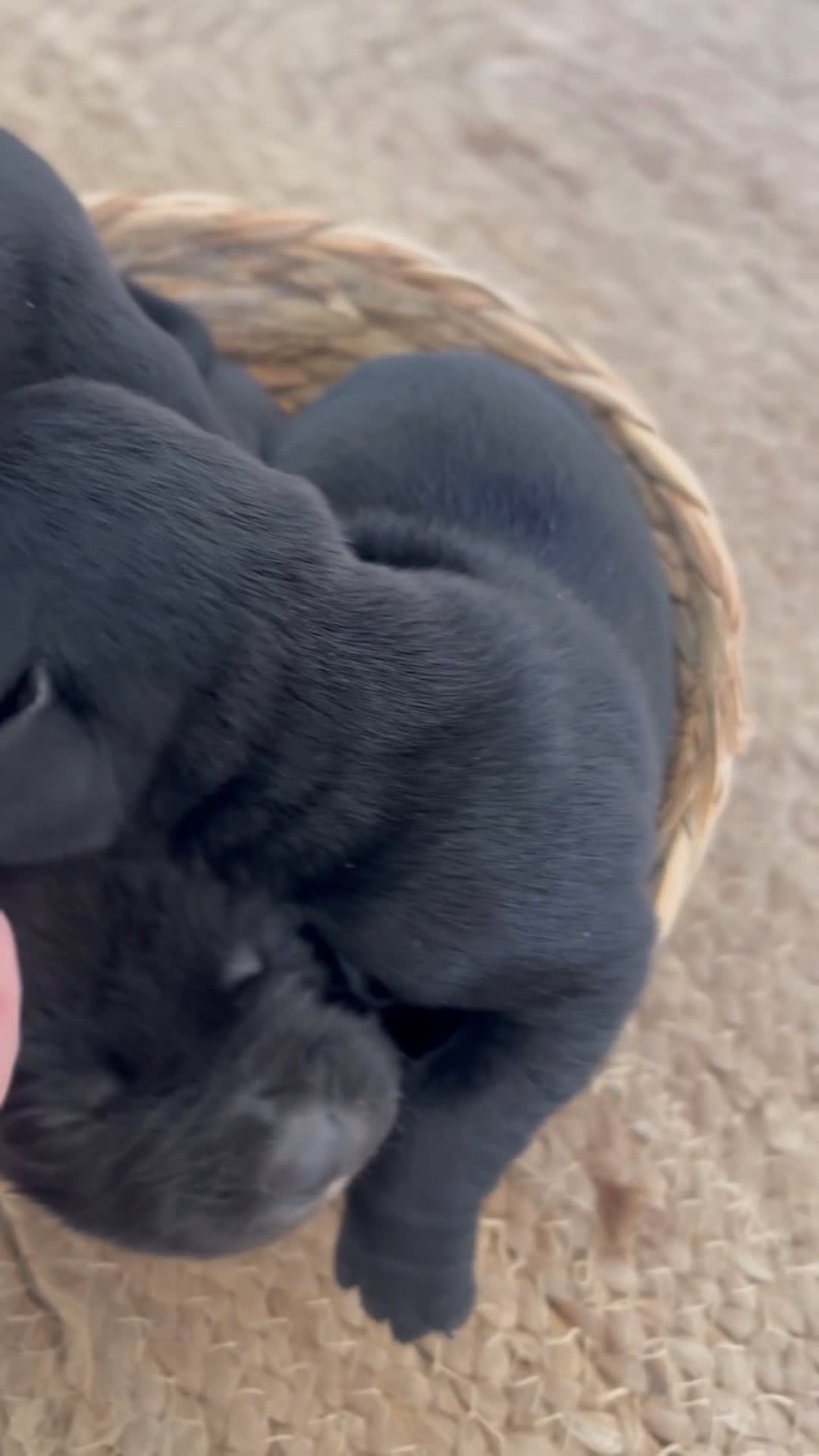 Labrador Retriever perros en venta: Cachorros de labrador 601144783   - Video 1