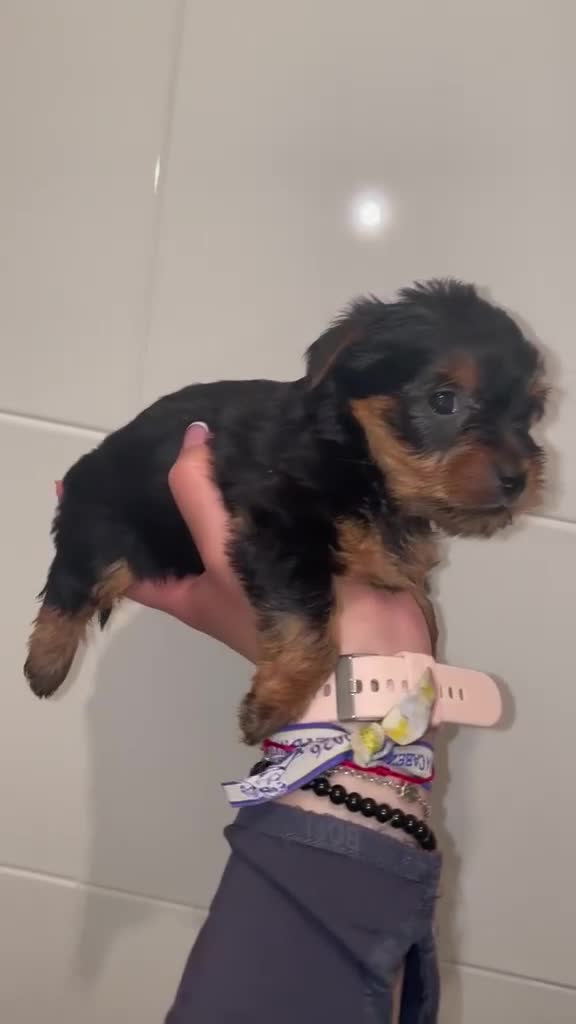 Yorkshire Terrier perros en venta: Yorkshire Terrier  - Video 1
