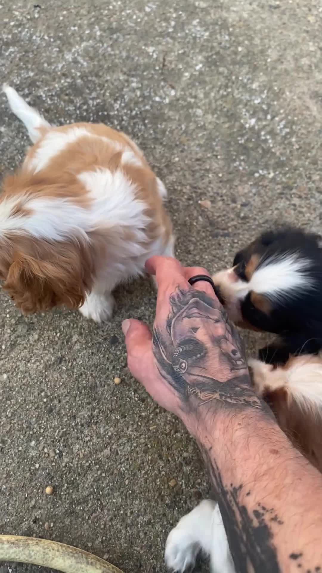 Cavalier King Charles Spaniel perros en venta: Camada Cavalier King Charles  - Video 2