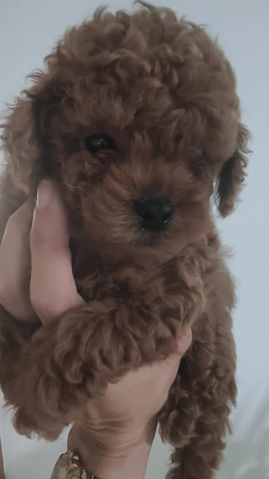 Caniche Toy perros en venta: Caniche Toy Macho Rojo - Video 1