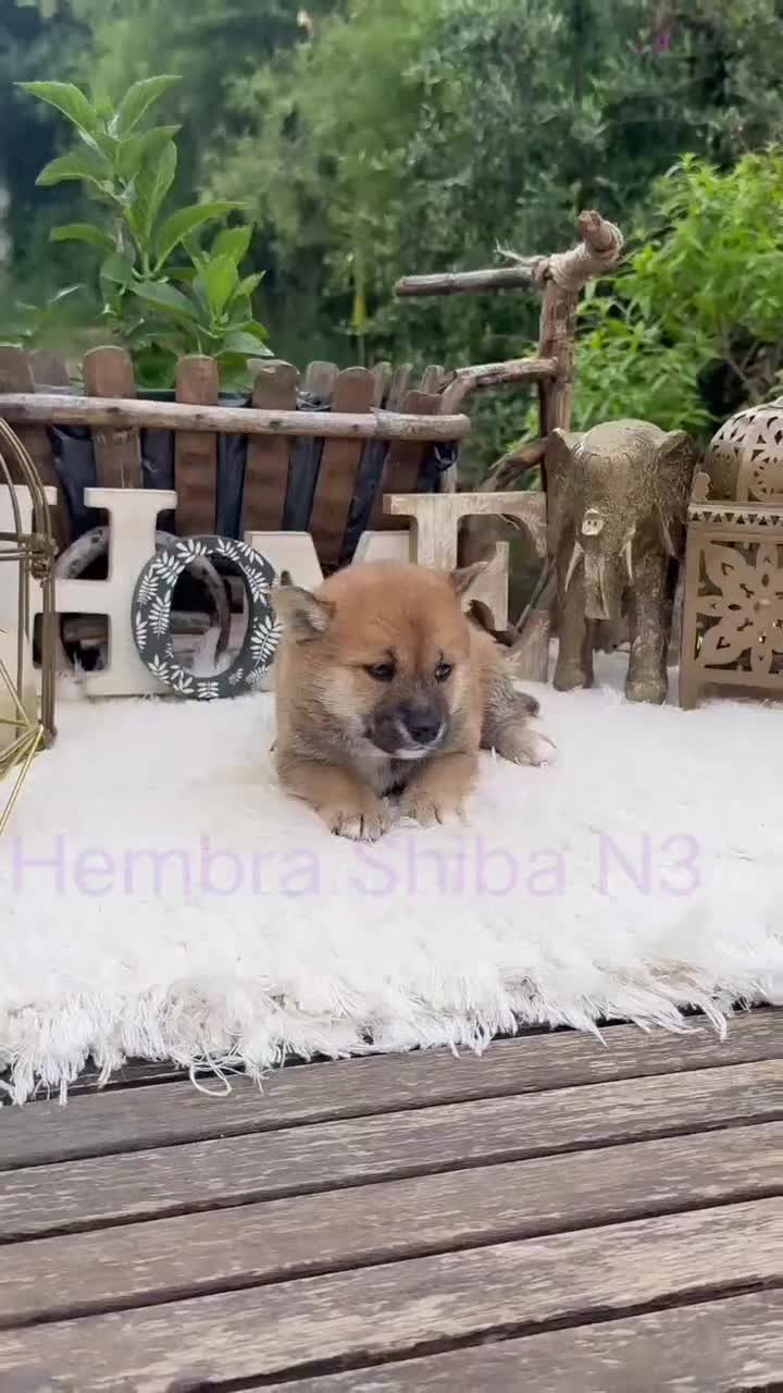 Shiba Inu perros en venta: Shiba Inu rojos preciosos inigualables  - Video 1