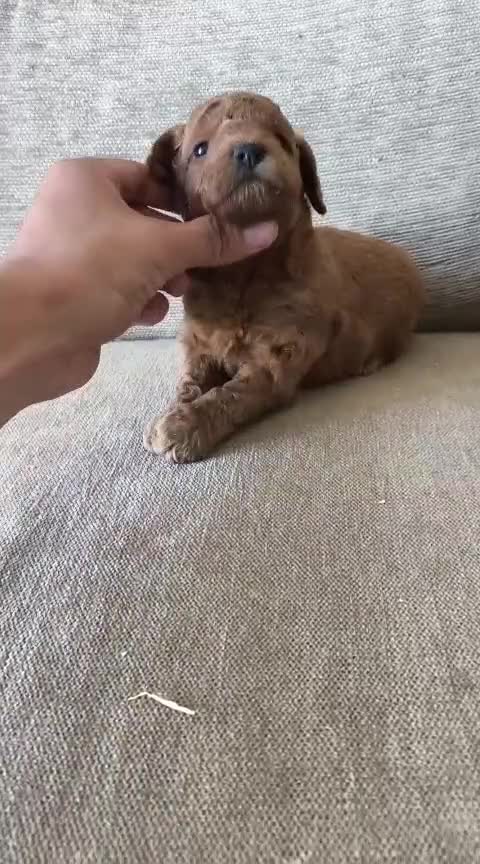 Goldendoodle perros en venta: Machos de goldendoodle en Sevilla  - Video 1