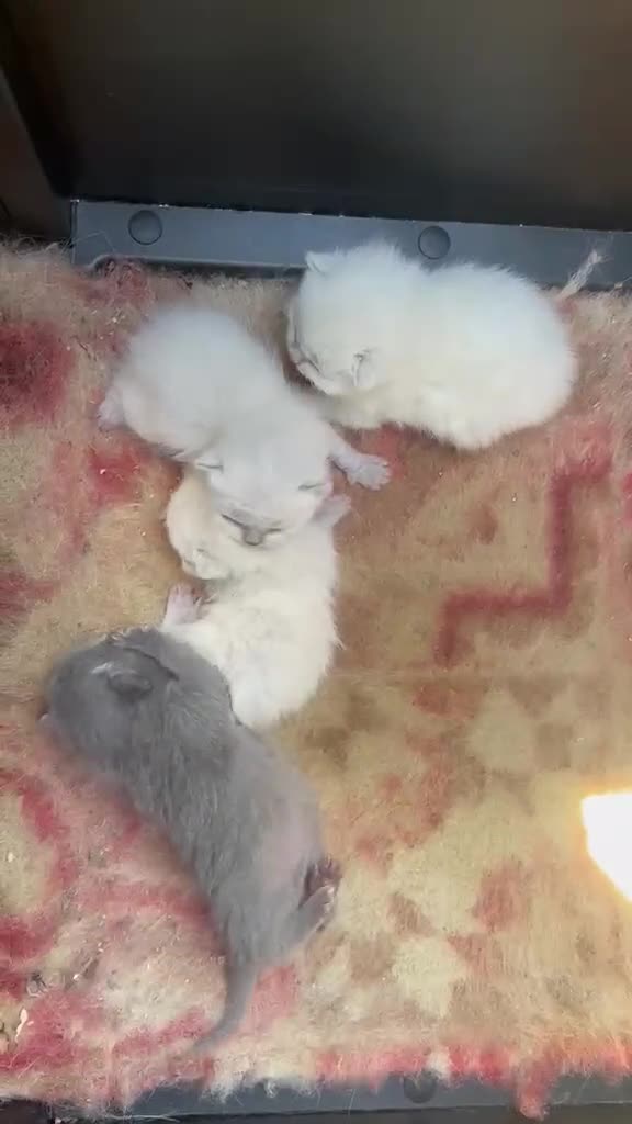 Británico de Pelo Corto gatos en venta: BRITISH SHORTHAIR BLANCO - Video 1