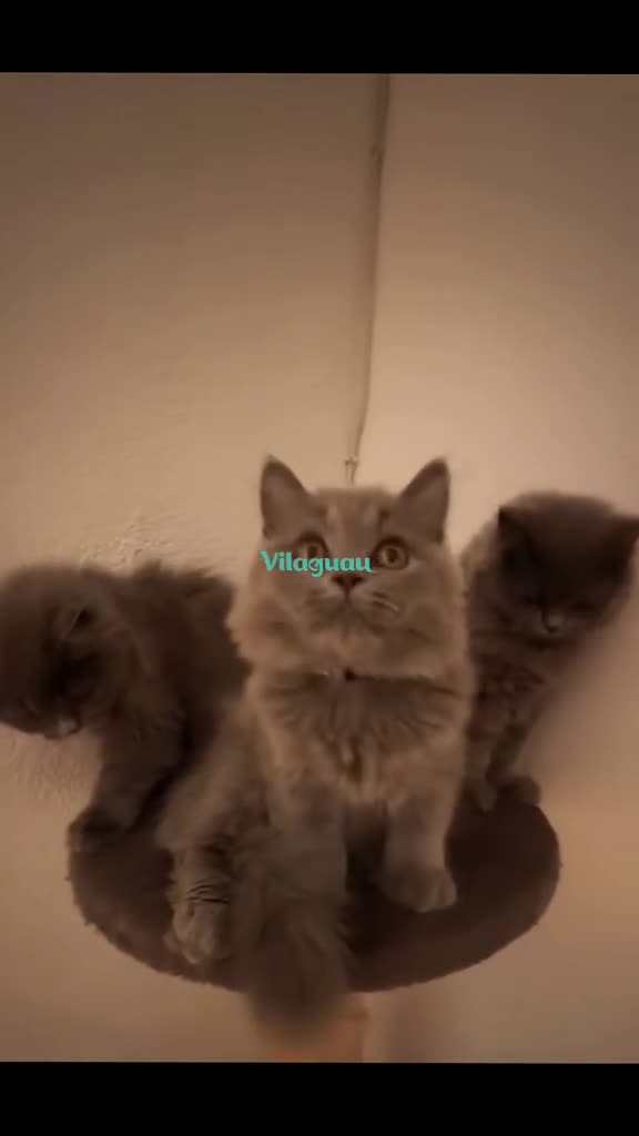 Británico de Pelo Largo gatos en venta: BRITISHLONGHAIR🩶GATITOS EXCLUSIVOS DE PELO LARGO  - Video 1