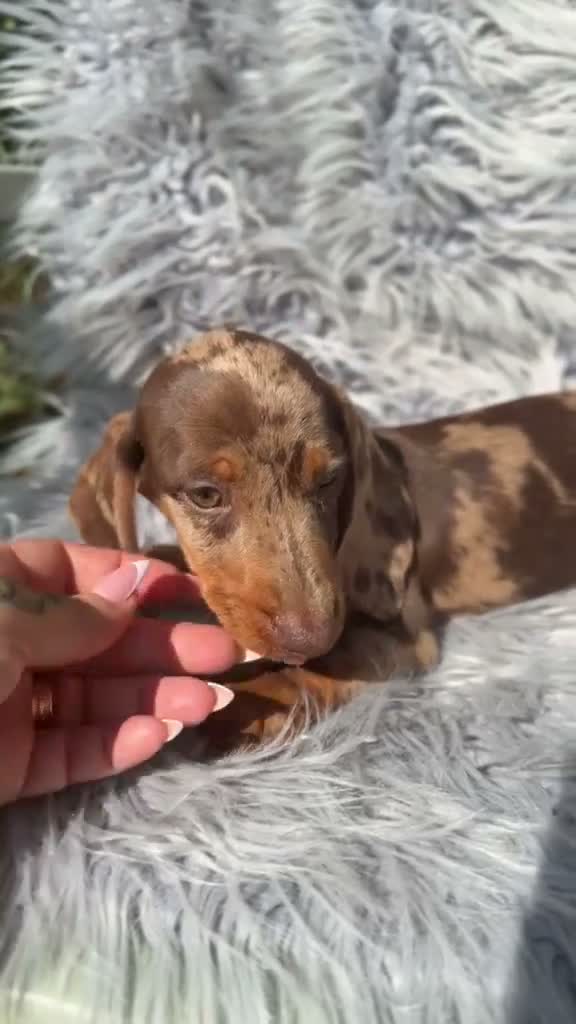 Teckel Miniatura perros en venta: Teckel arlequin chocolate - Video 1