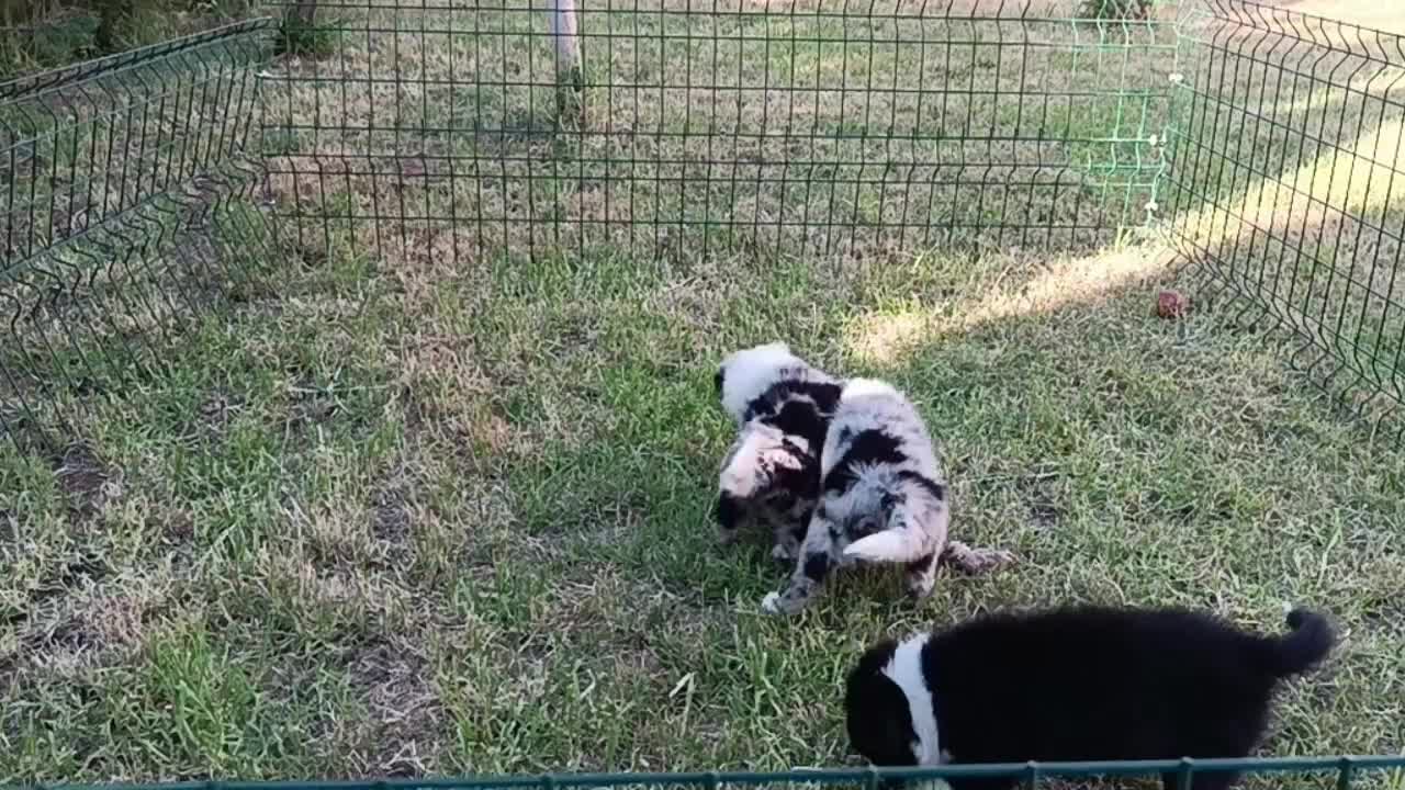 Border Collie perros en venta: camada de border collie  - Video 2