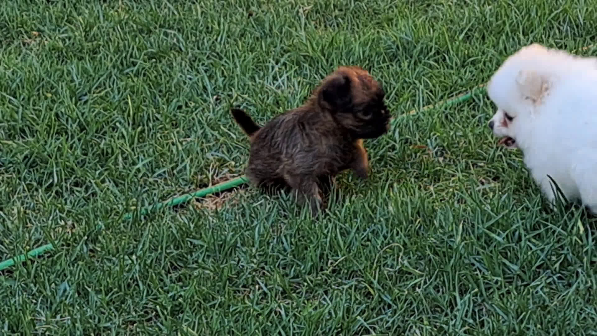 Pomerania perros en venta: Oferta de verano  - Video 1