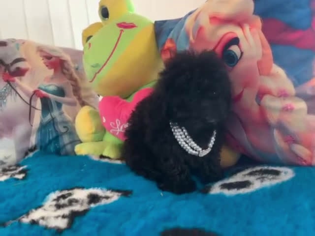 Caniche Toy perros en venta: Caniches toy  - Video 1