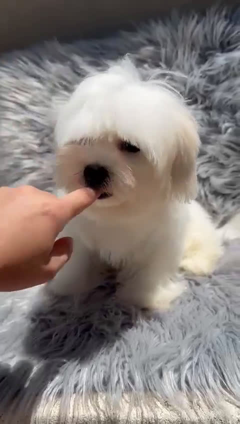 Bichón Maltés perros en venta: Bichon maltés toy  - Video 1