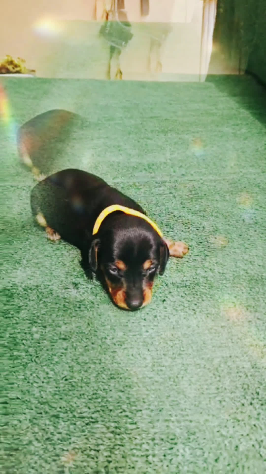 Teckel Miniatura perros en venta: Teckel Miniatura  - Video 2