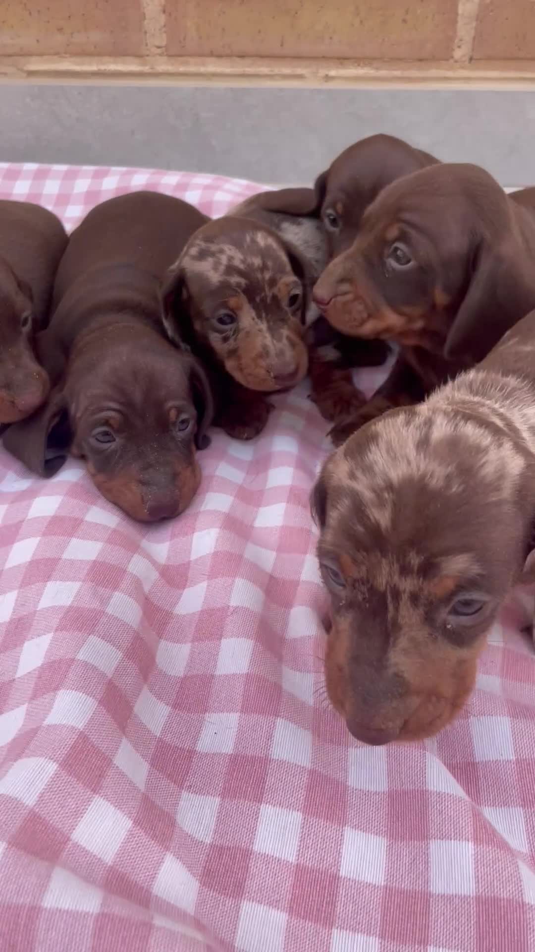 Teckel Miniatura perros en venta: Teckel miniatura y kaninchen - Video 1