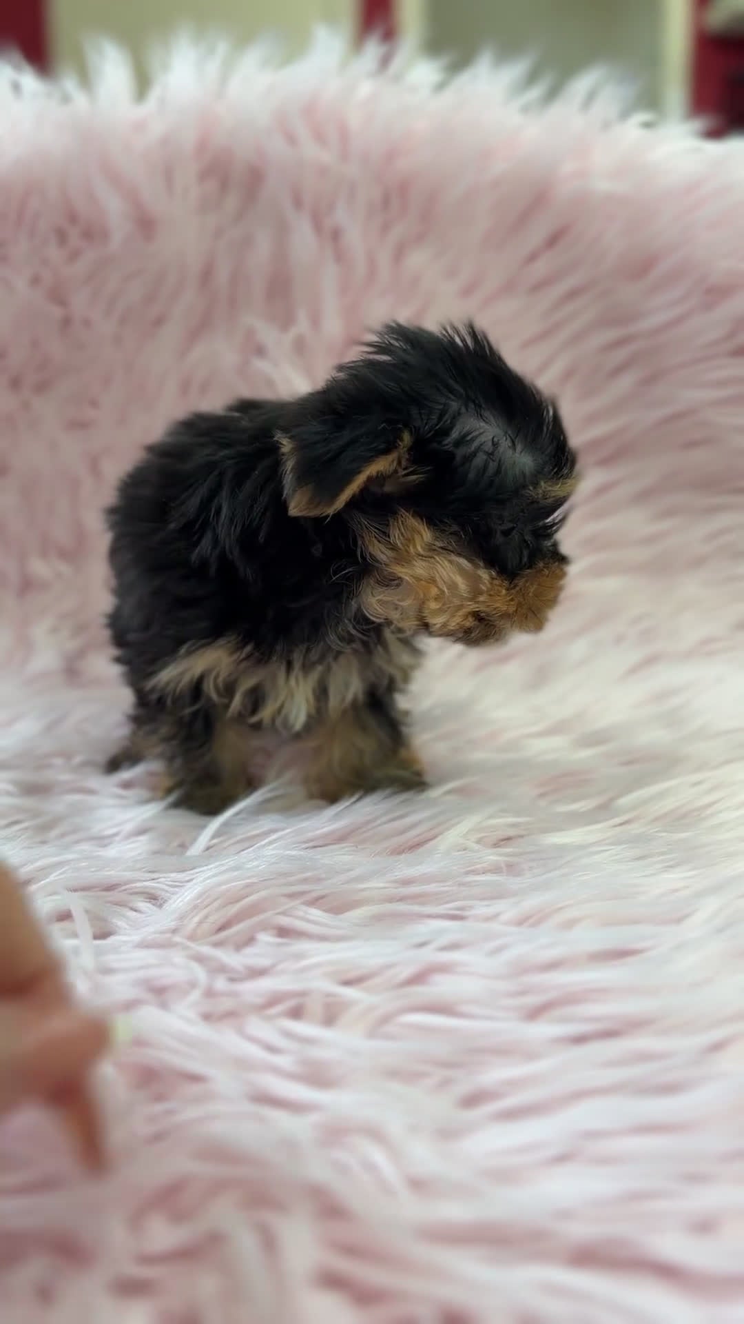 Yorkshire Terrier perros en venta: Yorkshire mini Toy  - Video 1