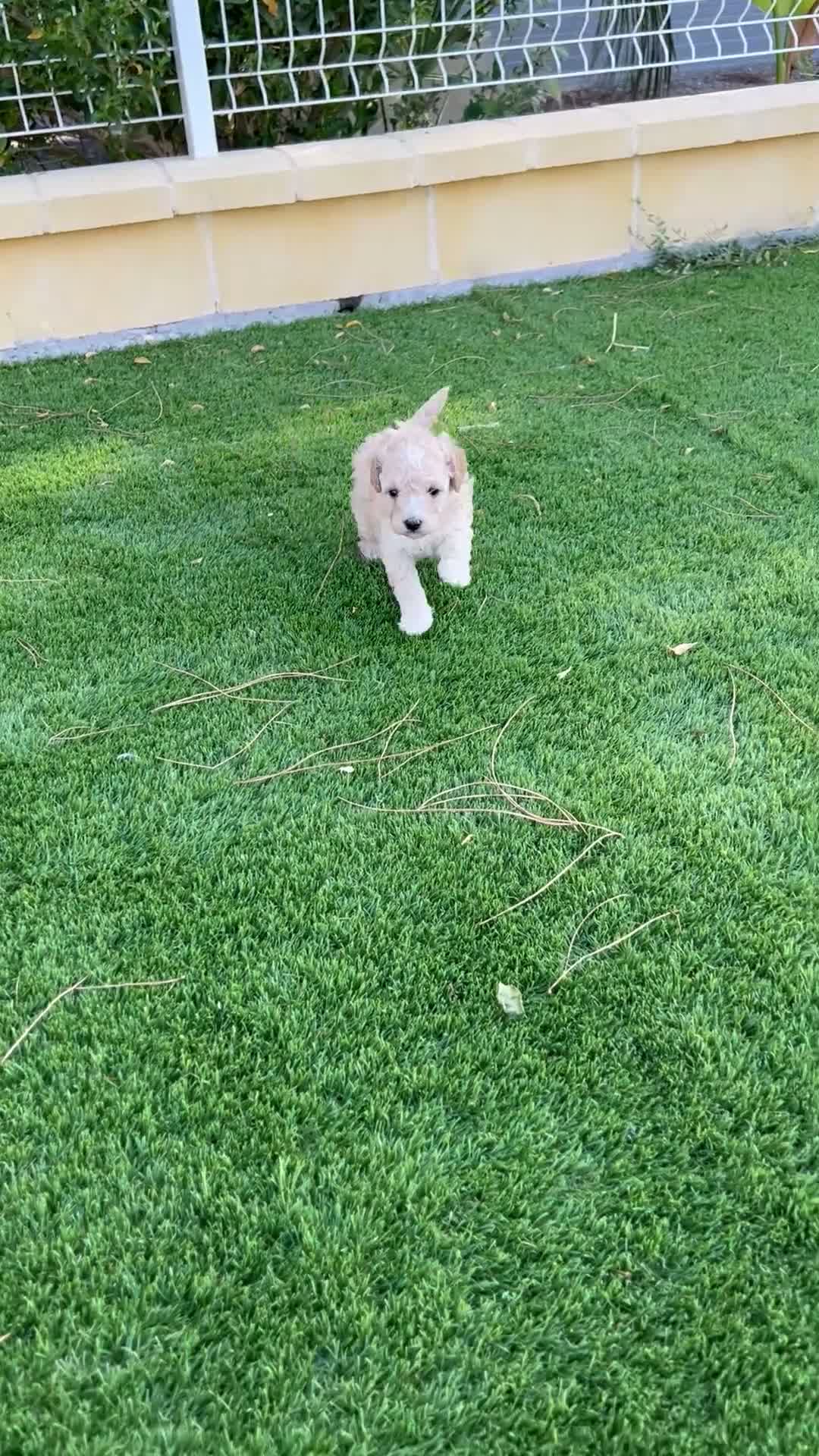 Maltipoo perros en venta: MALTIPOO APRICOT HEMBRA - Video 1