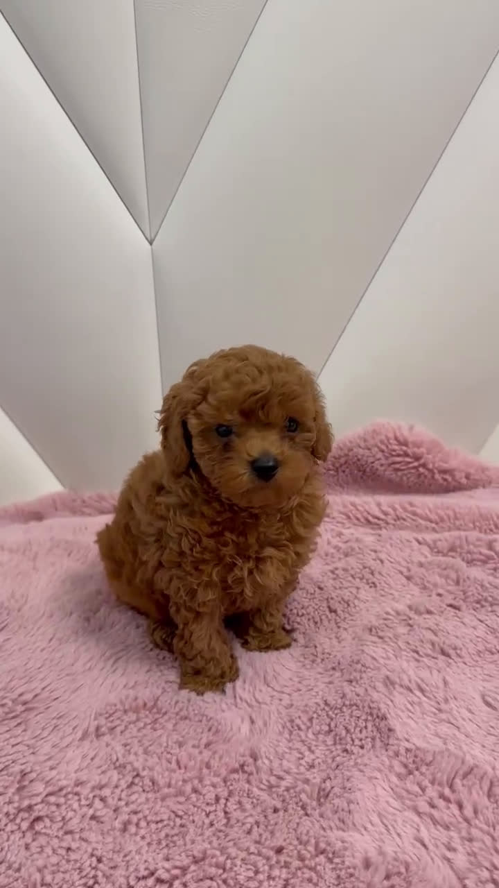 Caniche Toy perros en venta: Caniche Toy Rojo - Video 1
