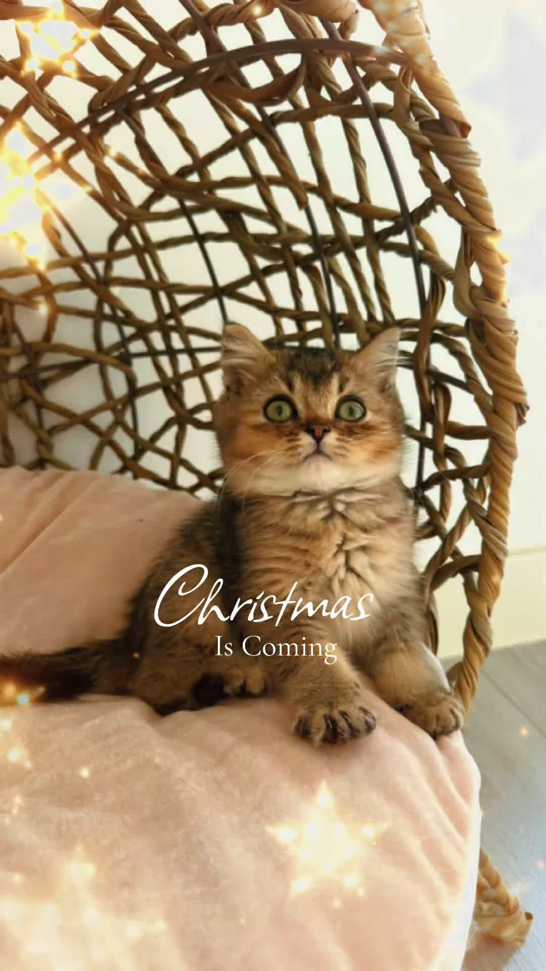 Británico de Pelo Corto gatos en venta: British golden tabby ticked  - Video 1