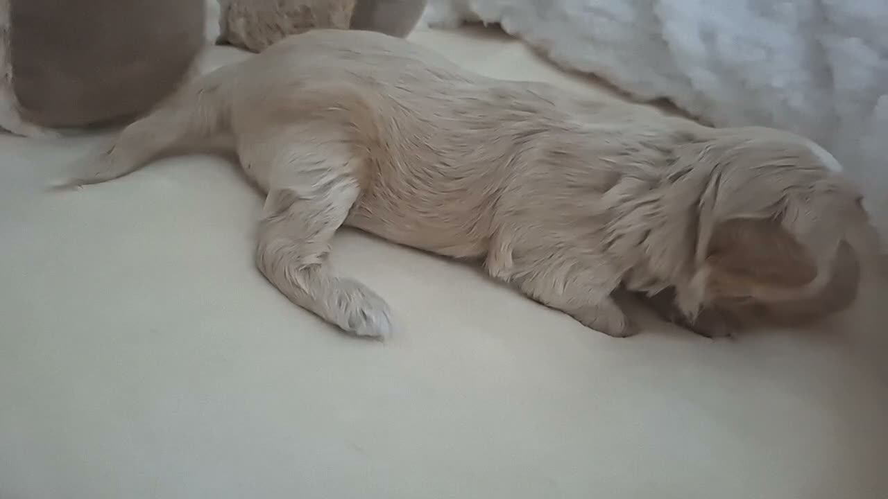 Maltipoo perros en venta: Macho Maltipoo  - Video 2