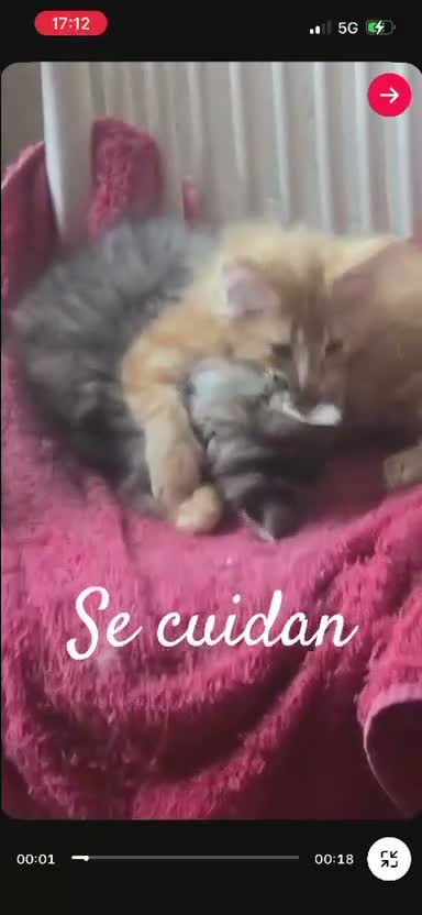 Bosque de Noruega gatos en venta: Bosques de Noruega  - Video 3