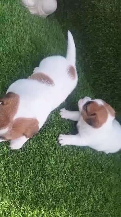 Jack Russell Terrier perros en venta: Jack Russell juguetones bicolor  - Video 1