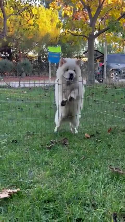 Chow Chow perros en venta: Chow chow macho - Video 1