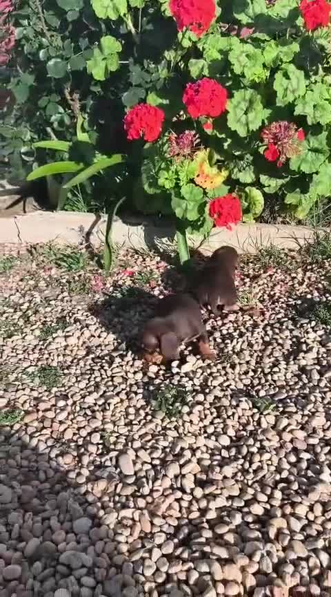 Teckel Miniatura perros en venta: Teckel kaninchen  en Sevilla - Video 2