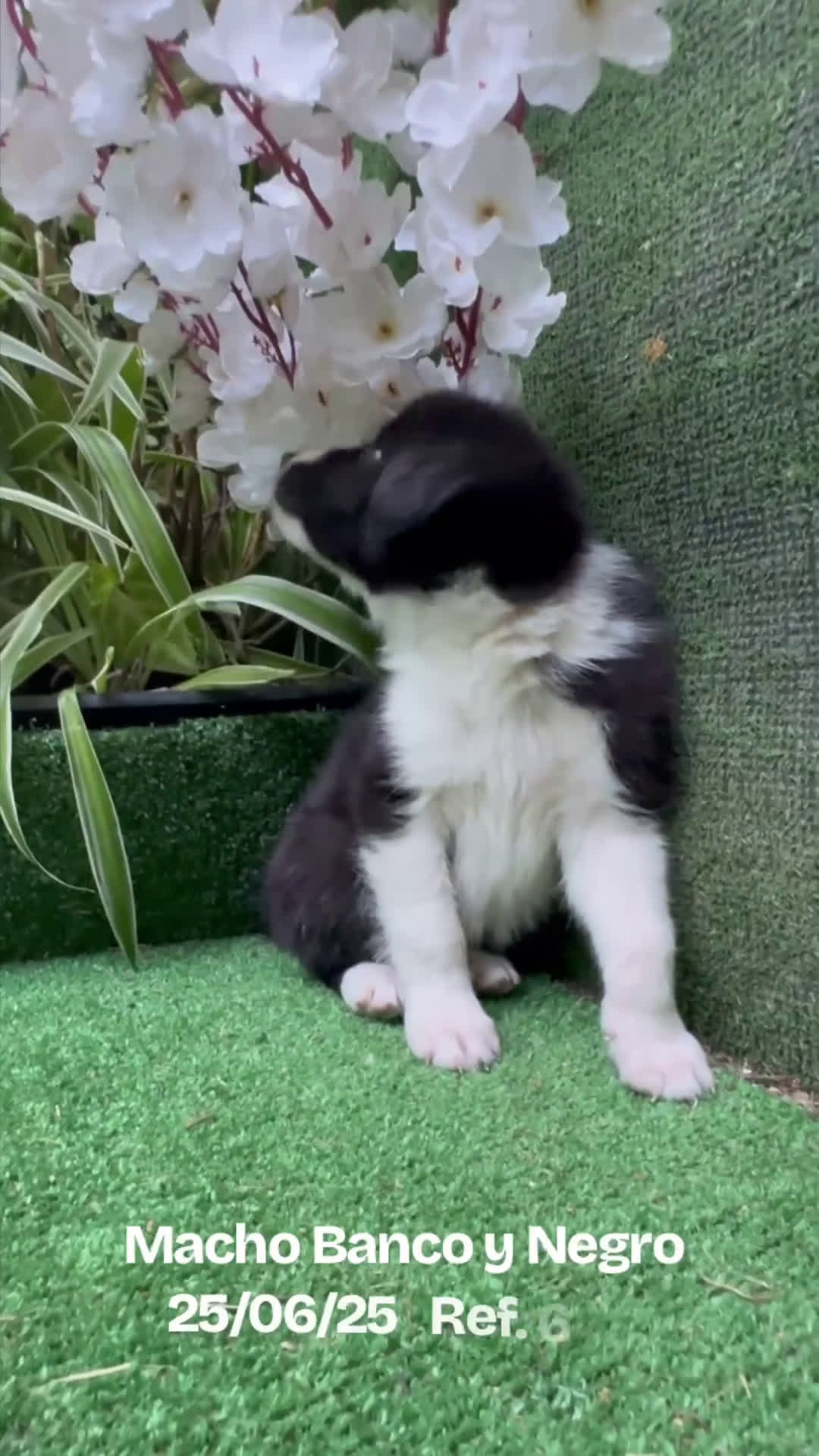 Border Collie perros en venta: BORDER COLLIE DE VILLA BIZNAGA - Video 1
