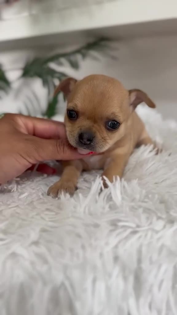 Chihuahua perros en venta: CHIHUAHUA HEMBRA - Video 1