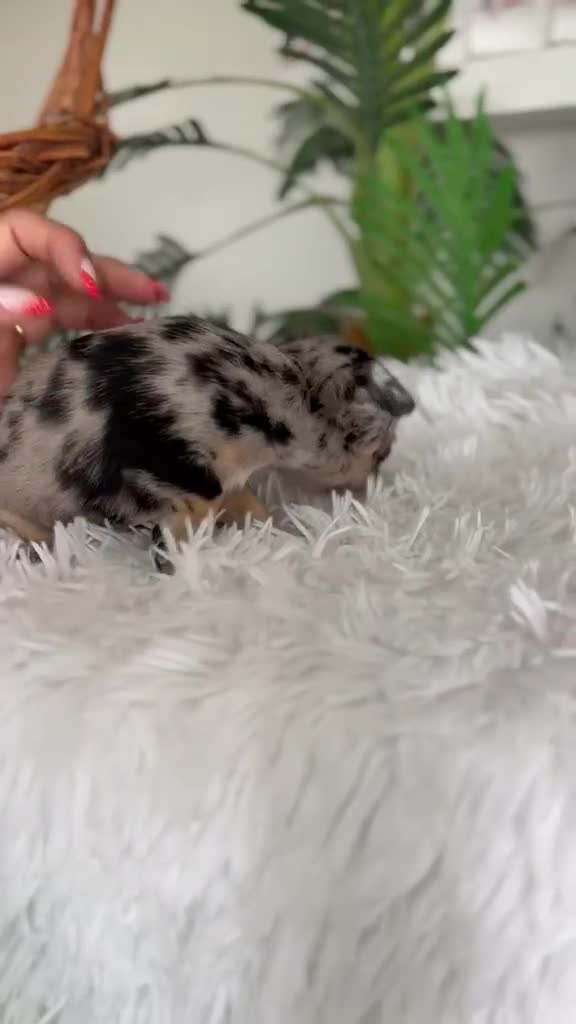Chihuahua perros en venta: CHIHUAHUA MERLE - Video 1