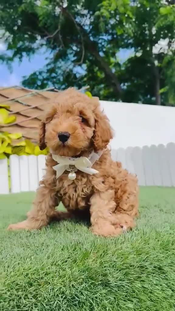 Caniche Toy perros en venta: CANICHE  - Video 2
