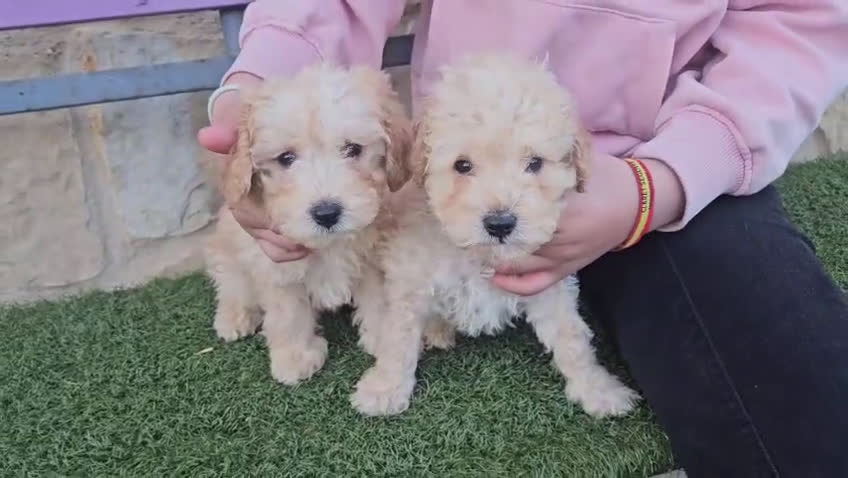 Caniche Toy perros en venta: Ultima hembrita toy apricot en Segovia - Video 1