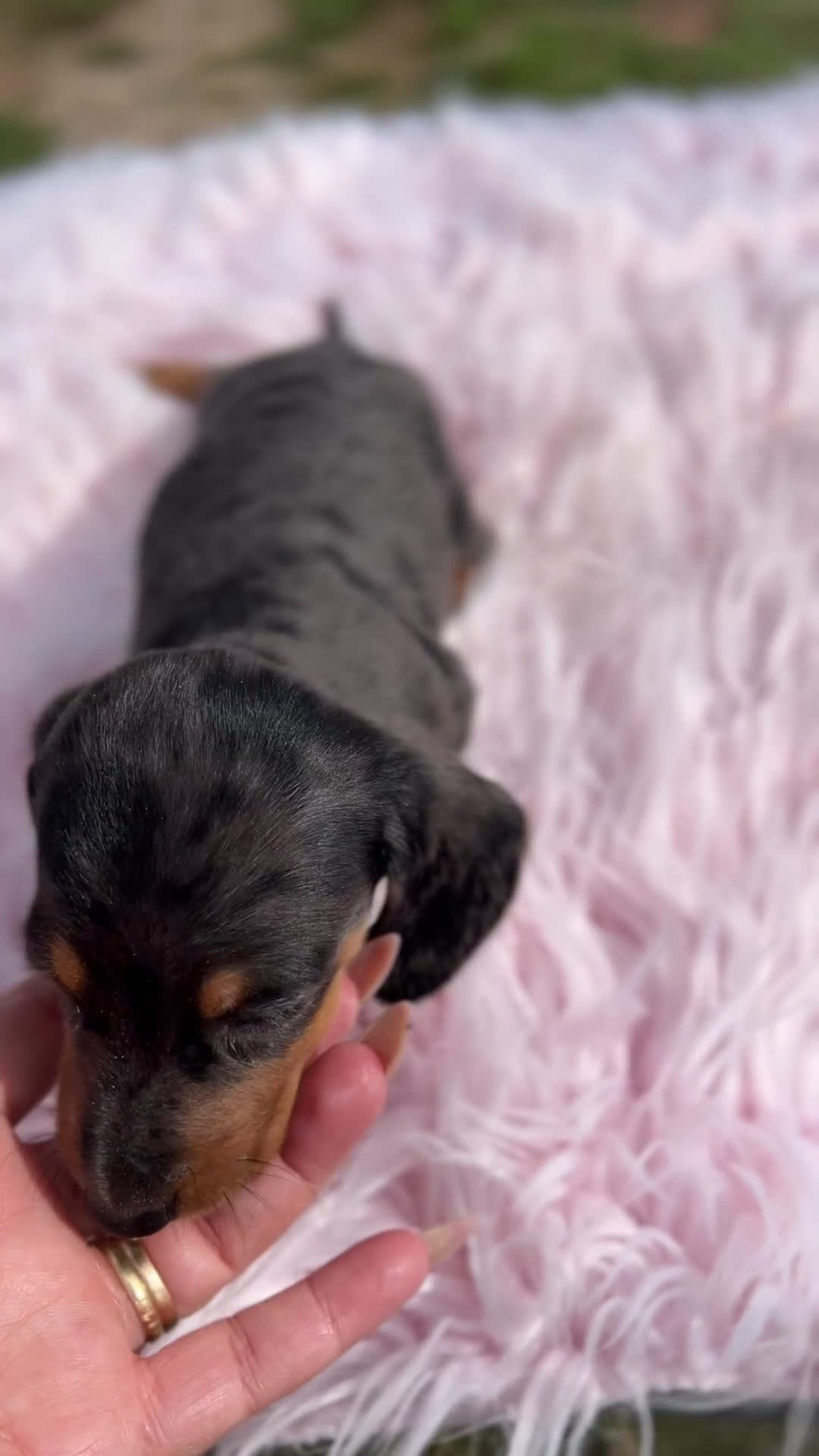 Teckel Miniatura perros en venta: Teckel Arlequín  - Video 1