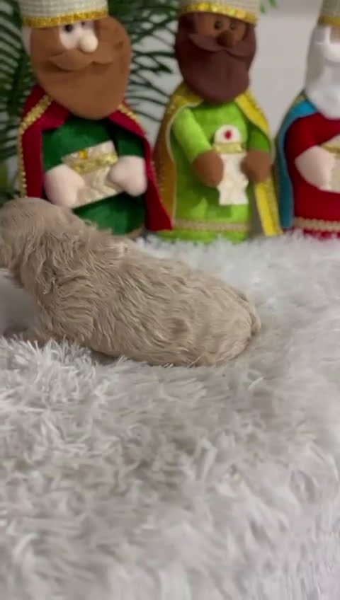 Maltipoo perros en venta: MALTIPOO MACHO - Video 2