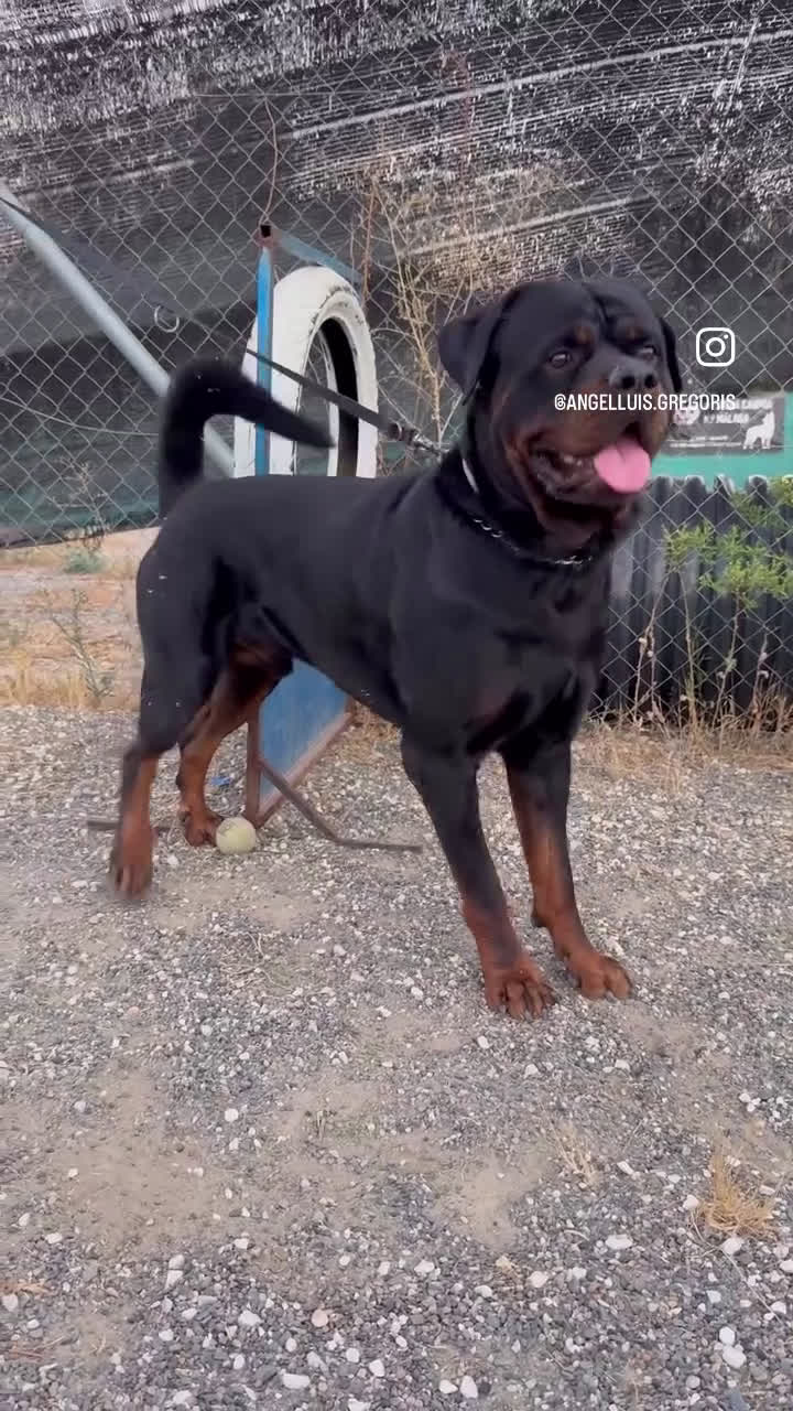 Rottweiler perros para monta: ROTTWEILER - Video 3