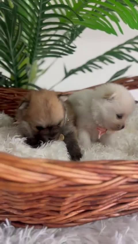 Pomerania perros en venta: POMERANIA HEMBRAS - Video 1