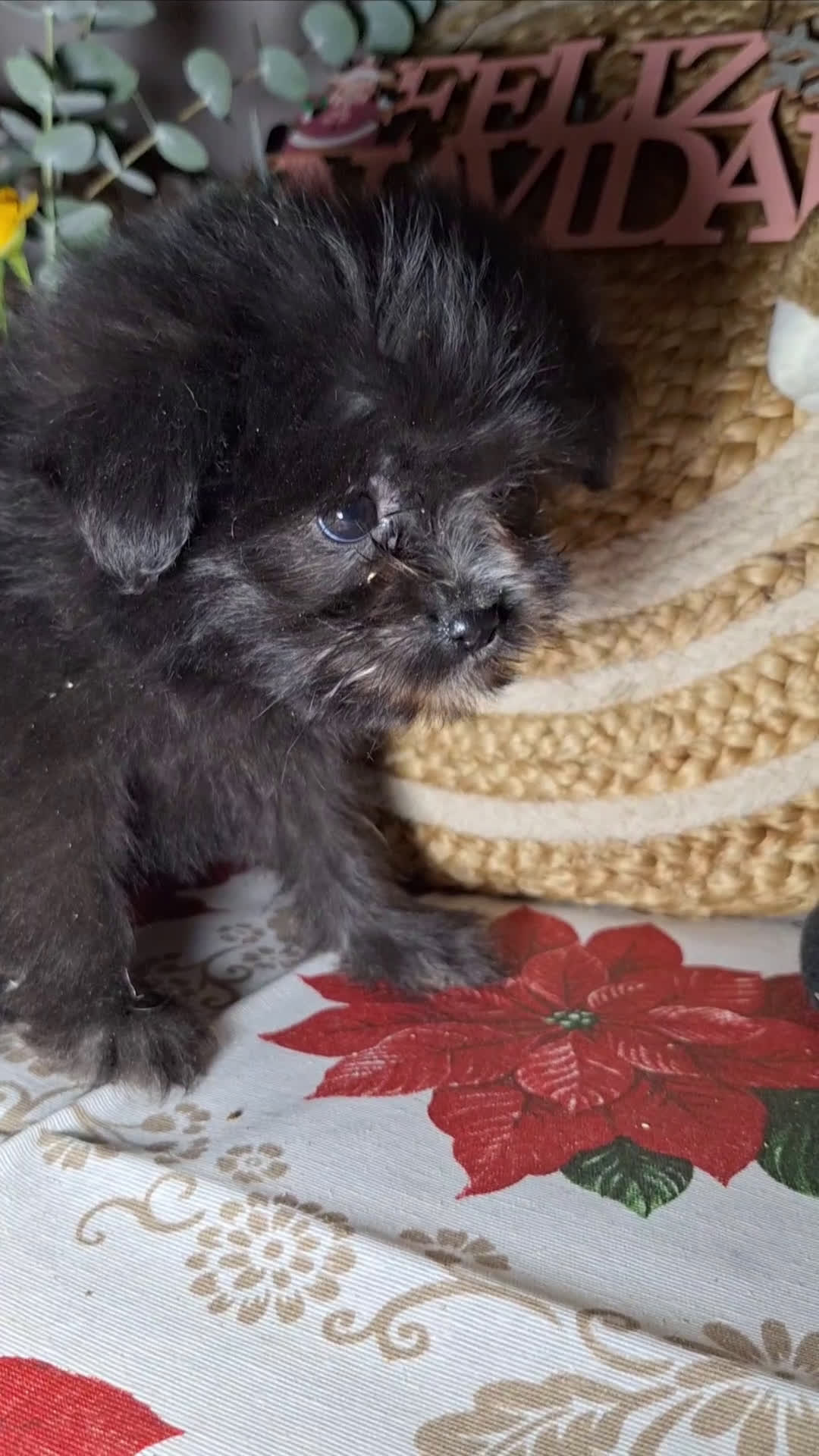 Raza Mixta perros en venta: MALTIPOO  - Video 1