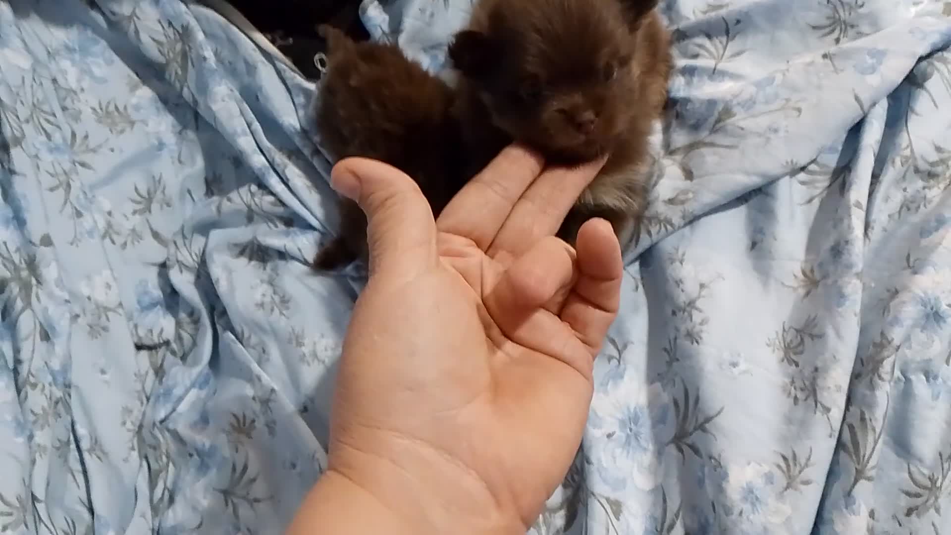 Pomerania perros en venta: Pomerania macho y hembra ( super toy) - Video 1