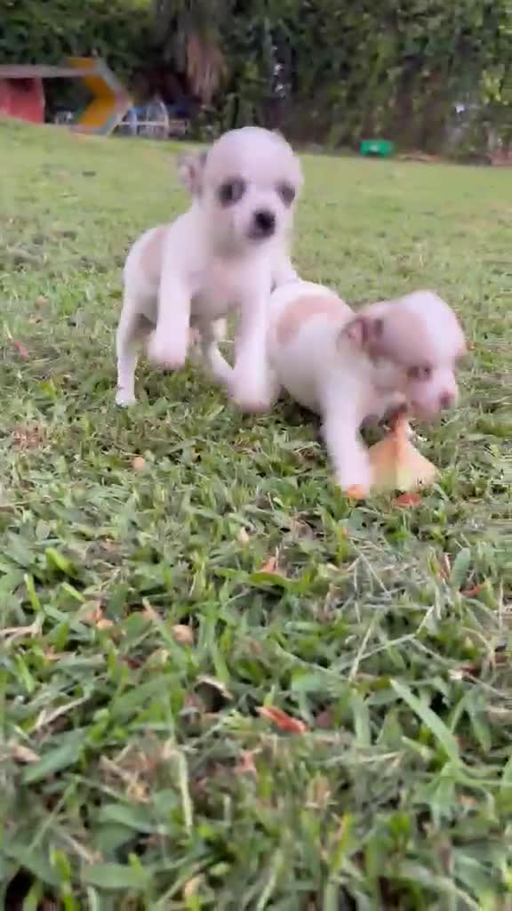 Chihuahua perros en venta: Chihuahuas hembras - Video 2