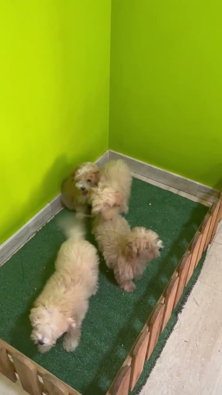 Maltipoo perros en venta: MALTIPOO MACHOS CACHORROS - Video 1