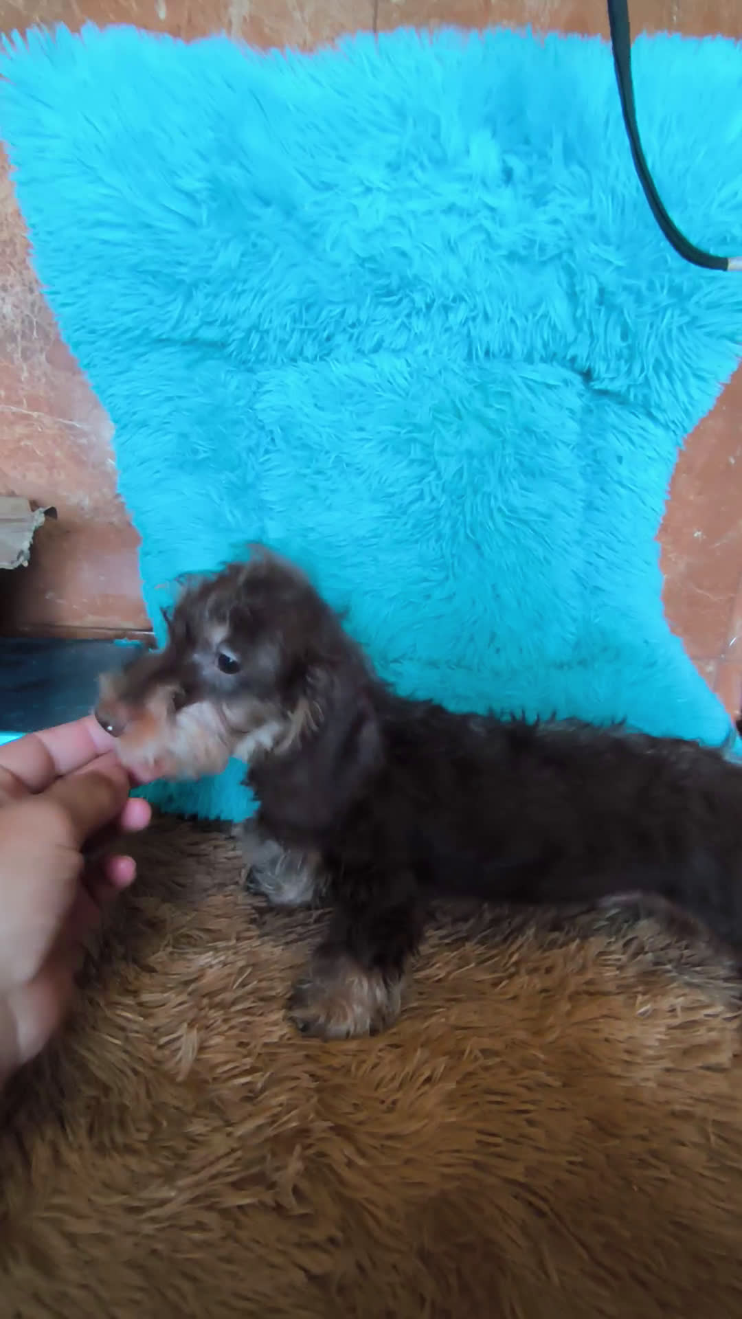 Teckel perros en venta: Kaninchen pelo duro chocolate  - Video 2