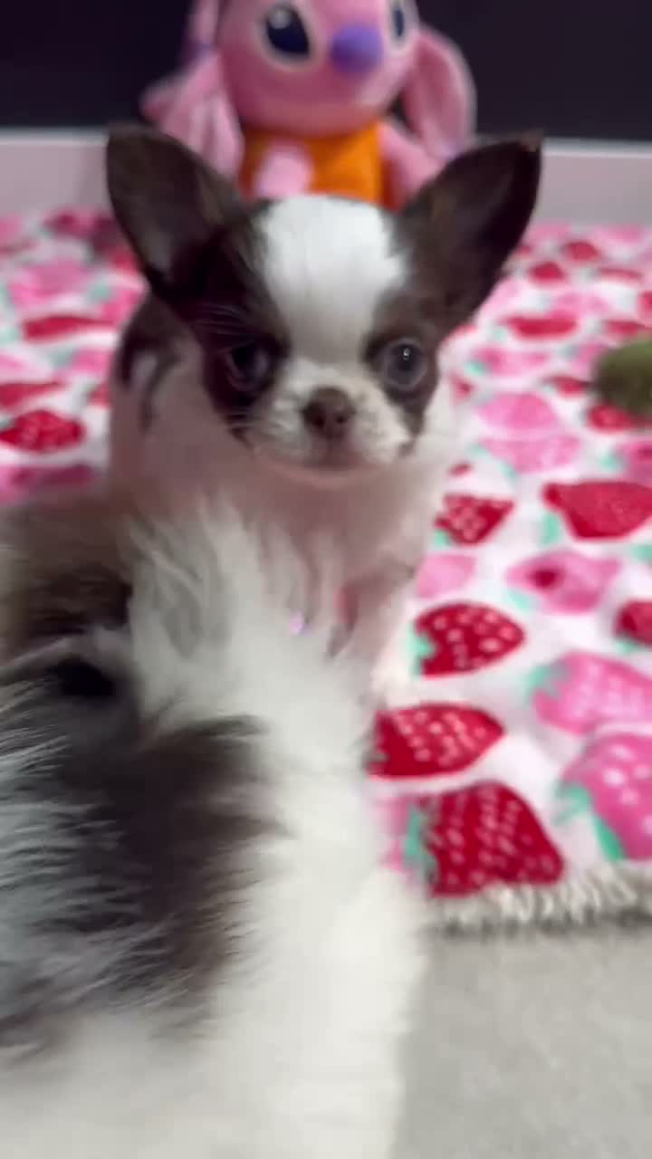 Chihuahua perros en venta: Chihuahuas pelo largo  - Video 1