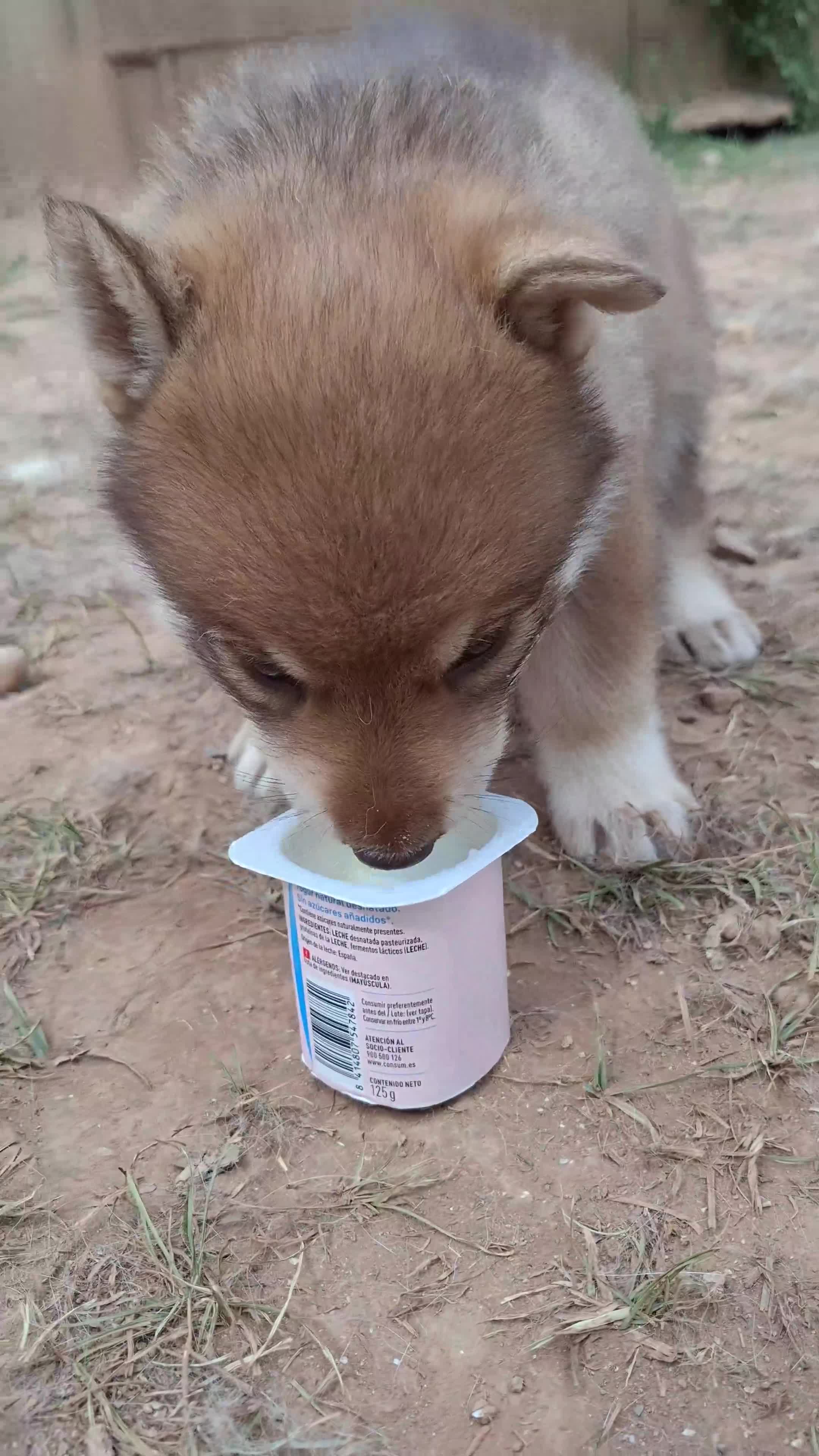 Husky Siberiano perros en venta: Espectacular hembra husky siberiano - Video 1