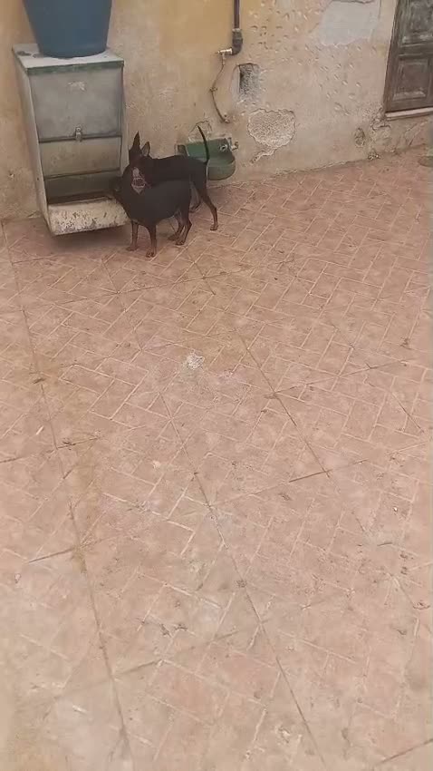 Pinscher Miniatura perros en venta: Pinscher miniatura  - Video 1