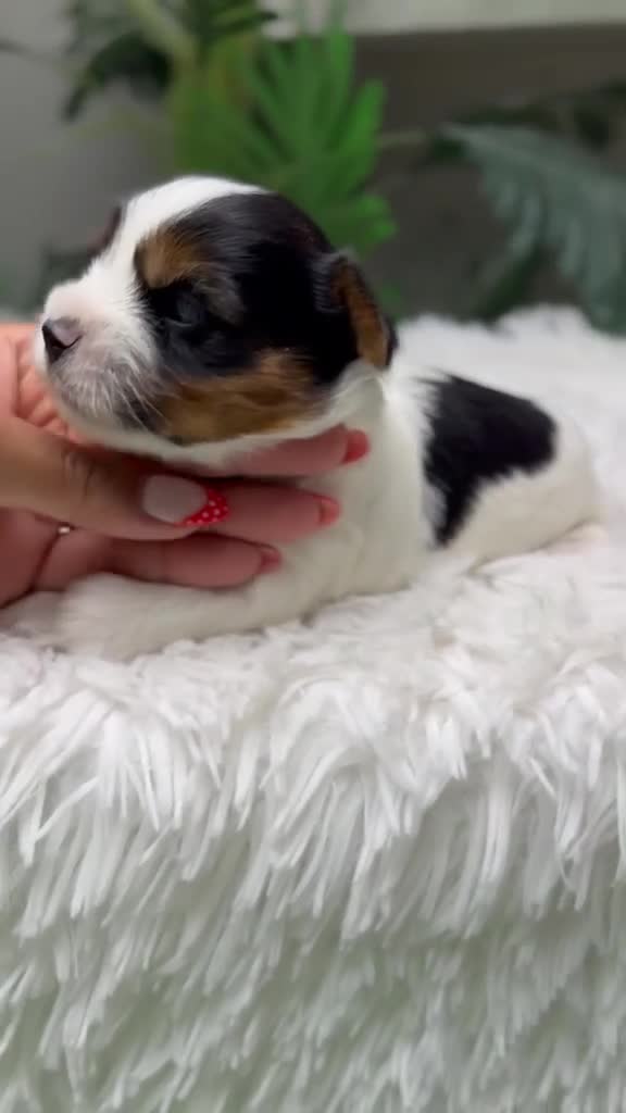 Yorkshire Terrier perros en venta: YORKSHIRE BIEWER - Video 2