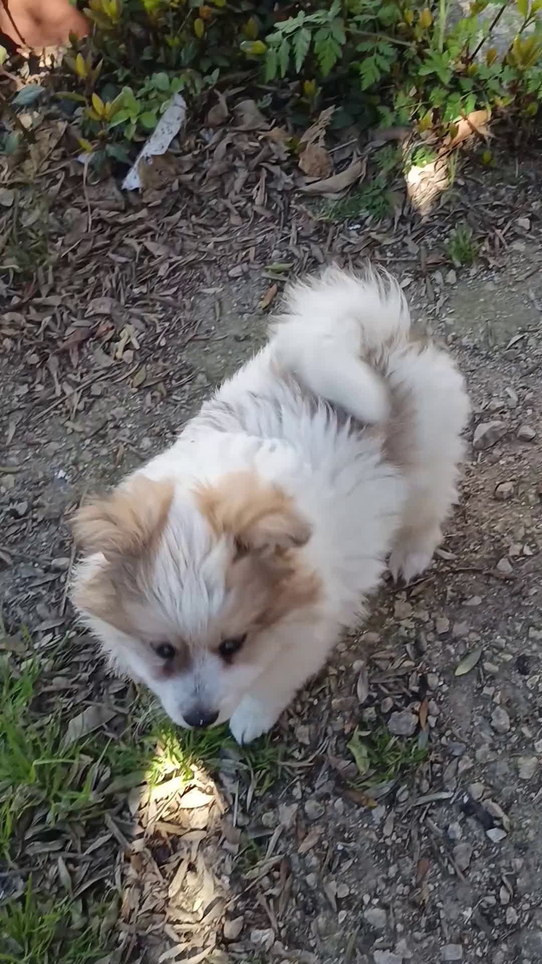 Pomerania perros en venta: Pomerania  - Video 2