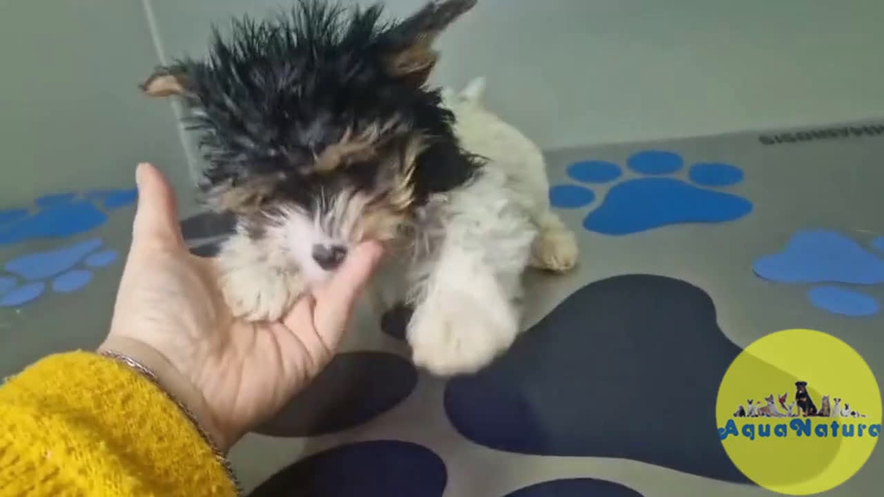 Biewer Yorkshire Terrier a la Pom Pon perros en venta: Yorkshire Biewer Macho CJMM 1318 AQUANATURA - Video 1