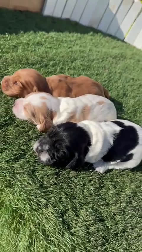 Cocker Spaniel Inglés perros en venta: COCKER SPANIEL INGLES - Video 1