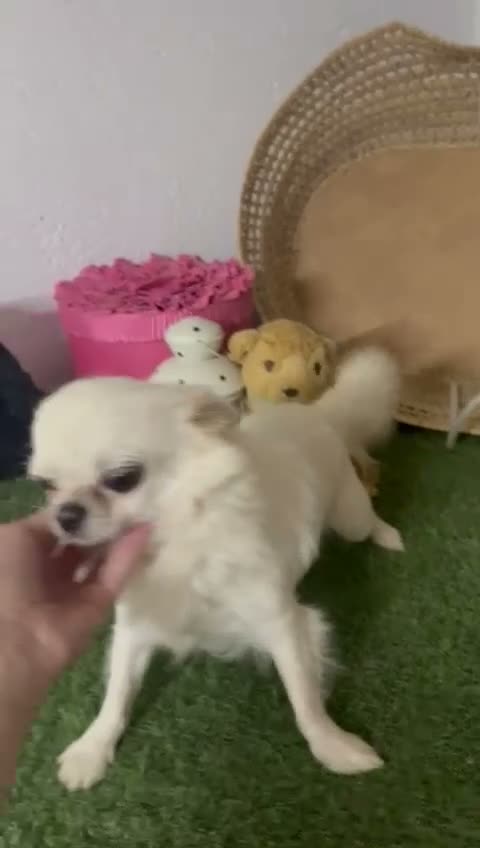 Chihuahua perros en venta: Chihuahua adopcion - Video 1